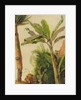 Banana Tree, c.1865 by Frederic Edwin Church