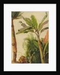 Banana Tree, c.1865 by Frederic Edwin Church
