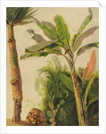 Banana Tree, c.1865 by Frederic Edwin Church