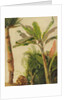 Banana Tree, c.1865 by Frederic Edwin Church