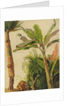 Banana Tree, c.1865 by Frederic Edwin Church
