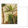 Banana Tree, c.1865 by Frederic Edwin Church