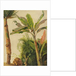 Banana Tree, c.1865 by Frederic Edwin Church