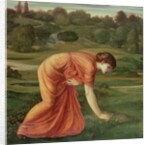 The March Marigold, c.1870 by Edward Coley Burne-Jones