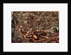 The Prince Enters the Briar Wood by Edward Coley Burne-Jones