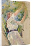 Girl gathering cherries, 1891 by Berthe Morisot