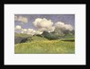 A Field of Marigolds, Lower Alps, 1902 by Adrian Scott Stokes