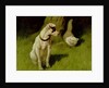 White Persian Cat and Jack Russell by Arthur Heyer