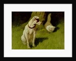 White Persian Cat and Jack Russell by Arthur Heyer