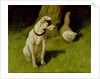 White Persian Cat and Jack Russell by Arthur Heyer