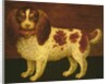 A Spaniel by English School