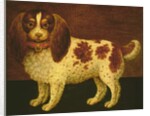 A Spaniel by English School