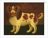 A Spaniel by English School