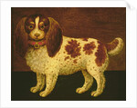 A Spaniel by English School
