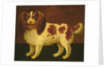 A Spaniel by English School