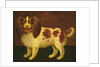 A Spaniel by English School