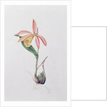 Pleione Zeus Wildstein by Mary Kenyon-Slaney