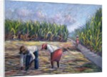 Sugarcane Harvest, 1986 by Carlton Murrell