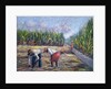 Sugarcane Harvest, 1986 by Carlton Murrell