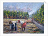 Sugarcane Harvest, 1986 by Carlton Murrell