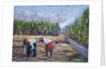 Sugarcane Harvest, 1986 by Carlton Murrell