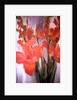 Red Gladioli by Margaret Norris