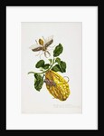 The Citron and Insects by Priscilla Susan Bury