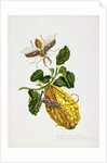 The Citron and Insects by Priscilla Susan Bury