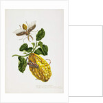 The Citron and Insects by Priscilla Susan Bury