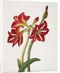 E.F. Seedling Amaryllus, May 1824 by Priscilla Susan Bury