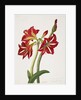 E.F. Seedling Amaryllus, May 1824 by Priscilla Susan Bury