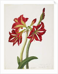 E.F. Seedling Amaryllus, May 1824 by Priscilla Susan Bury