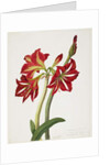 E.F. Seedling Amaryllus, May 1824 by Priscilla Susan Bury