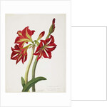 E.F. Seedling Amaryllus, May 1824 by Priscilla Susan Bury