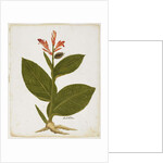 Indian Shot by Italian School