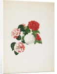 Common Camellias by Clara Maria Pope
