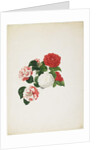 Common Camellias by Clara Maria Pope