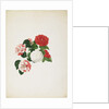 Common Camellias by Clara Maria Pope