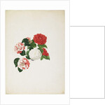 Common Camellias by Clara Maria Pope