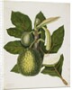 Artocarpus Incisa, December 1866 by Priscilla Susan Bury
