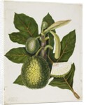 Artocarpus Incisa, December 1866 by Priscilla Susan Bury