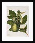 Artocarpus Incisa, December 1866 by Priscilla Susan Bury