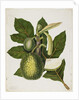 Artocarpus Incisa, December 1866 by Priscilla Susan Bury