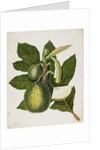 Artocarpus Incisa, December 1866 by Priscilla Susan Bury