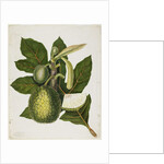 Artocarpus Incisa, December 1866 by Priscilla Susan Bury