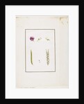 Botanical Dissection: Sweet Pea, c.1778-90 by Pierre Joseph Redouté