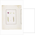 Botanical Dissection: Sweet Pea, c.1778-90 by Pierre Joseph Redouté