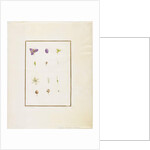 Botanical Dissection: Spiderwort and Senna, c.1778-90 by Pierre Joseph Redouté