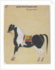 The Stallion Jukaldan Ayragi, c.1730 by Bhavani Das