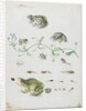 Metamorphosis of a Frog and Blue Flower by Maria Sibylla Graff Merian